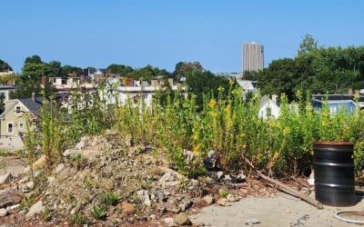 The Wilson Cuts: Somerville Mayor Lays Off Union Organizers, ‘Disappears’ Mental Health Counselors