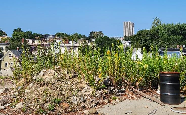 The Wilson Cuts: Somerville Mayor Lays Off Union Organizers, ‘Disappears’ Mental Health Counselors